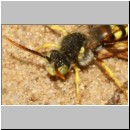 Nomada lathburiana - Wespenbiene m22b 9mm - Sandgrube Niedringhaussee det.jpg